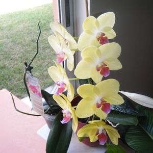 Meet your Posher, Ileana